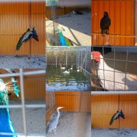 #Прогулка_в_Парк_Птиц